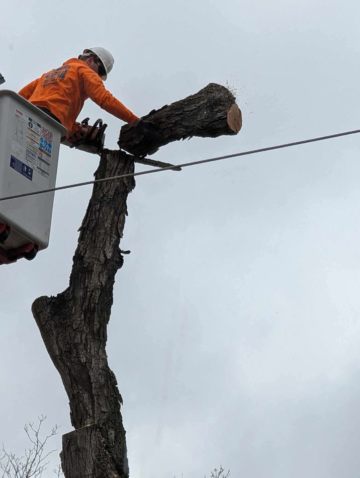 Spider lift tree removal near power lines and road