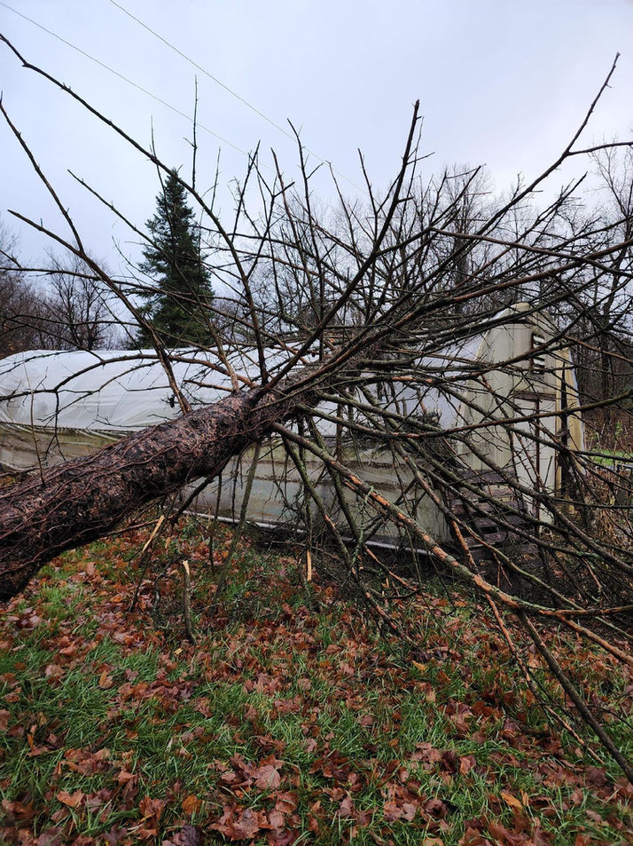 dead pine tree that fell on structure caused by a storm