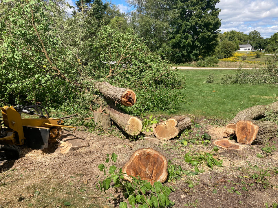 Stump grinder is grinding a stump near other fallen trees