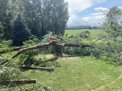 maple tree taken down and removed