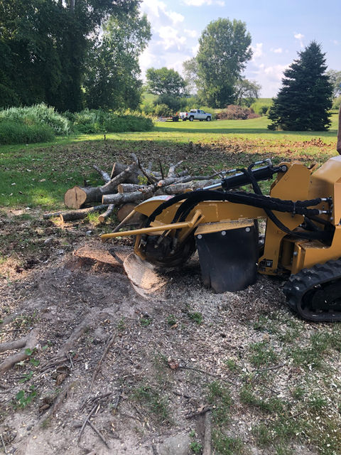 stump grinding a maple tree stump with wood logs in a pile