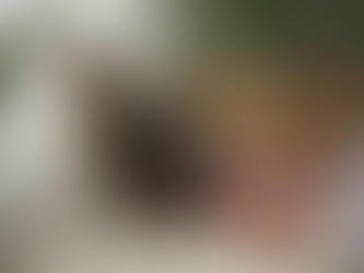 Cuidados e vacinas para pets: saiba mais com Dr. Ytallo