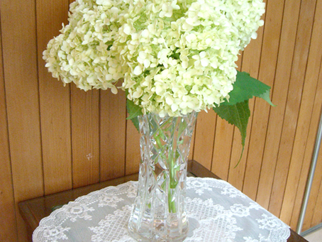クリニックの紫陽花