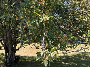 How much fruit can we eat before our lives are over?