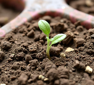Seedling.jpg