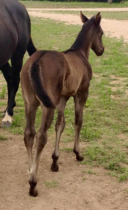 13 days old