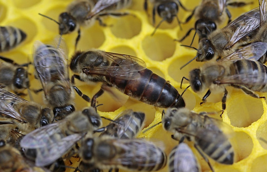 bees-1163028_1280.jpg