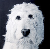 Tucker Goldendoodle charcoal portrait
