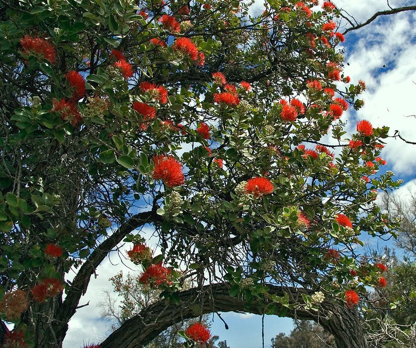 Ohia