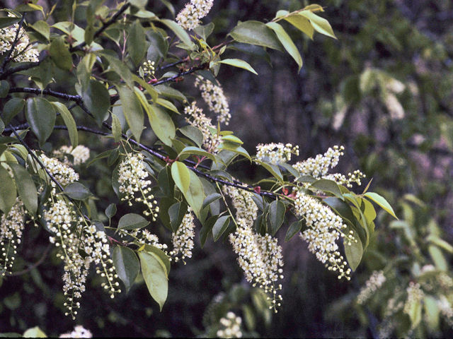 eastern-black-cherry