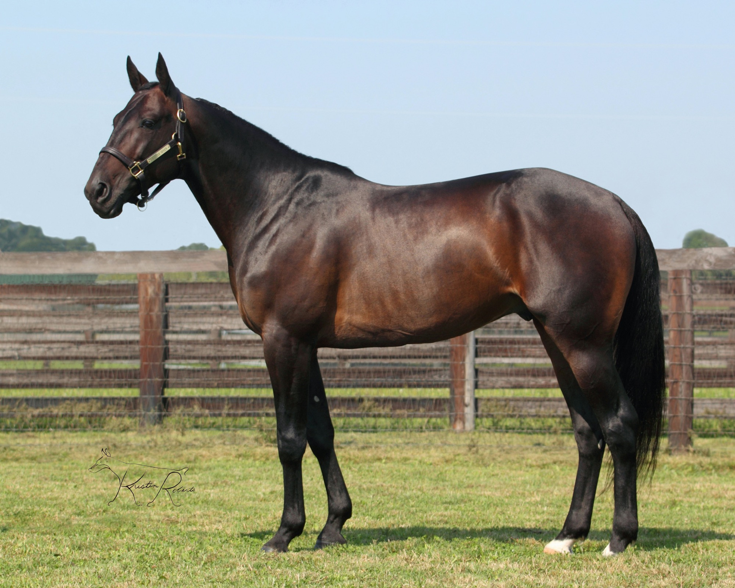 Chapter Seven Blue Chip Farms