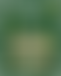 Albany Rebels GAA Fixtures for the 2026 Midwest GAA Season