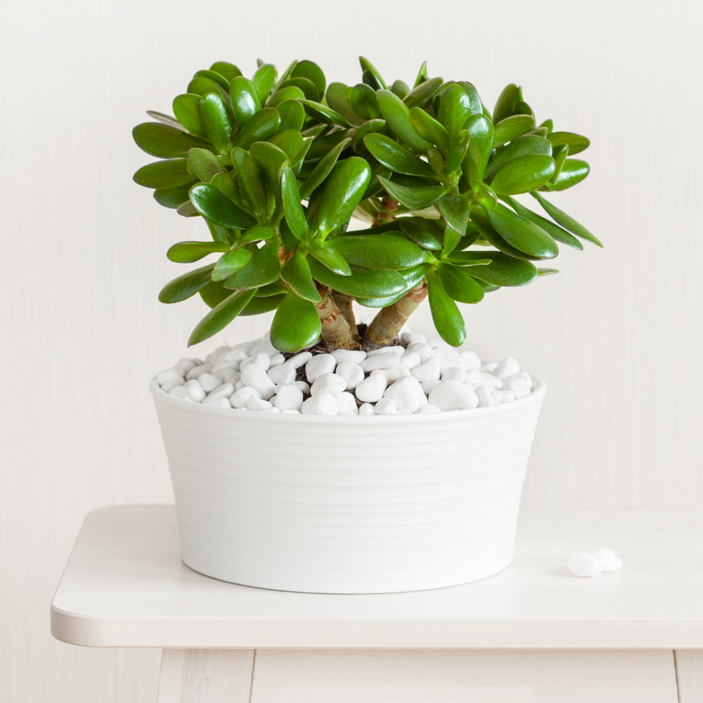 4" Jade
