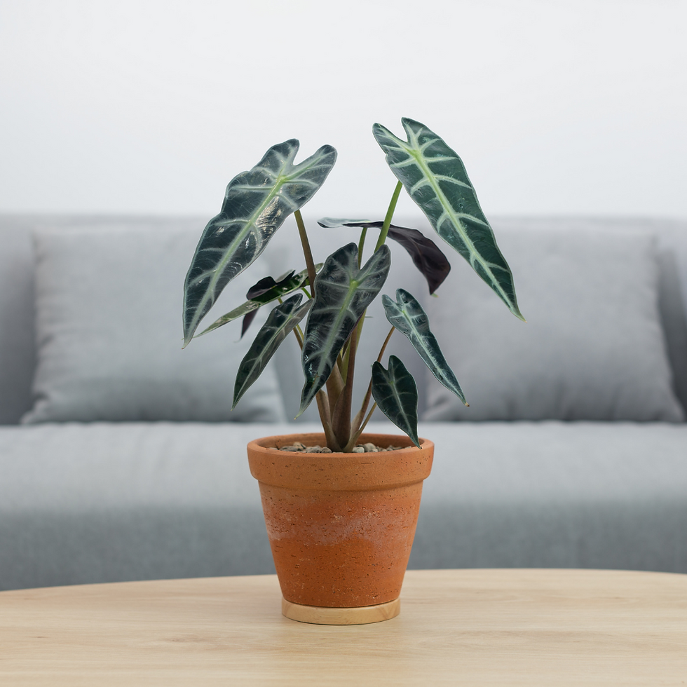 Thumbnail: 6" Plant & Container Subscription