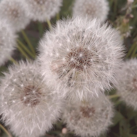 a close up of a bunch of dandelions_edit