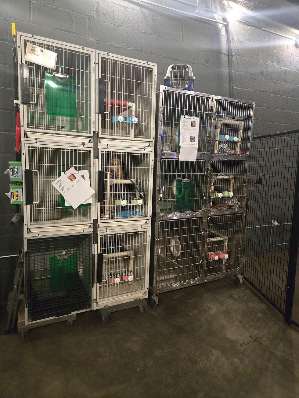 Cat kennels
