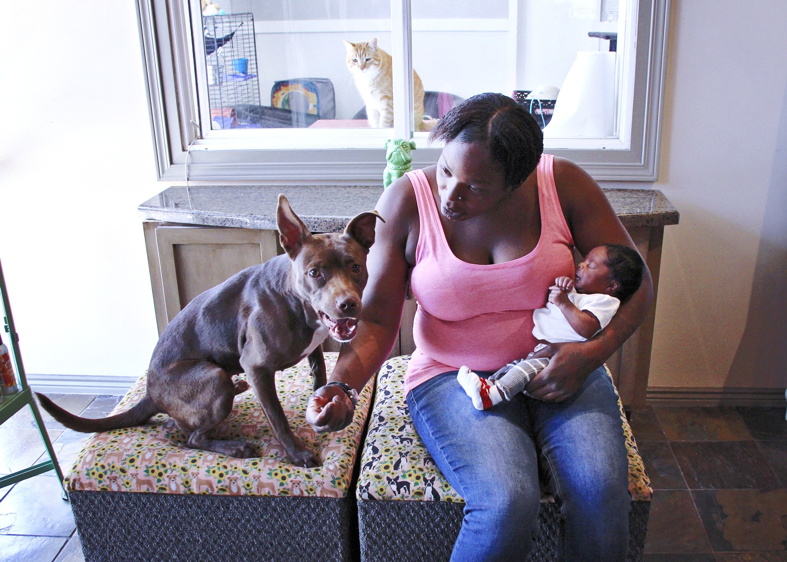 Pet Emergency Fostering Ruff Haven Crisis Sheltering Utah United States