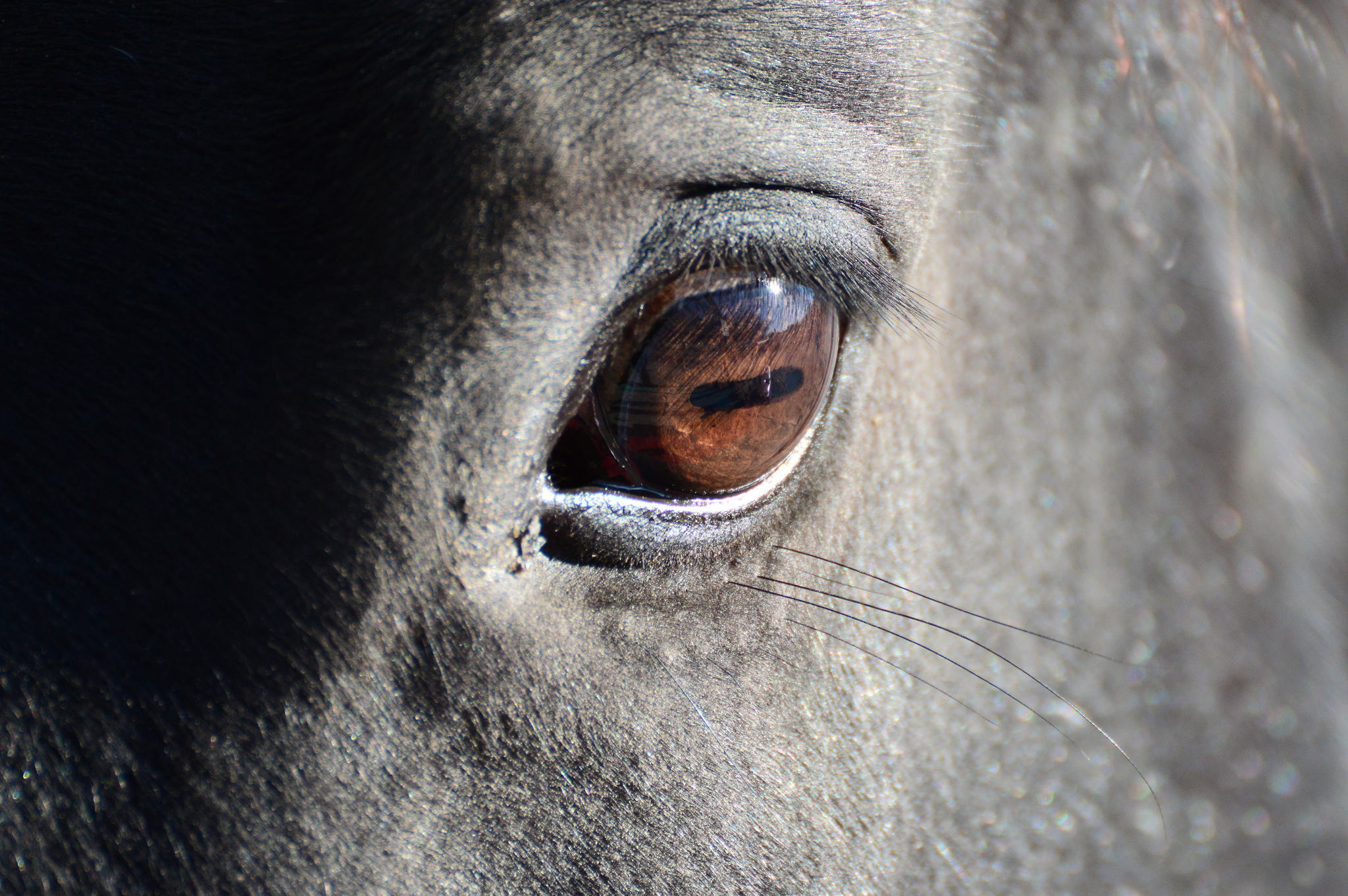Les Yeux Robes Et Genetique