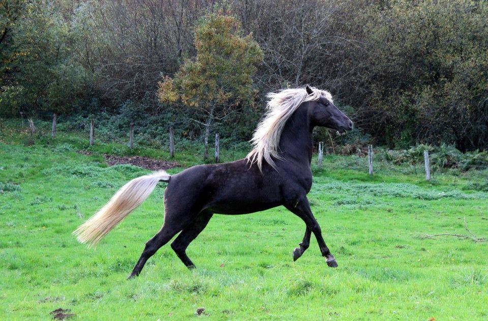 Gène Silver Robe et génétique des chevaux