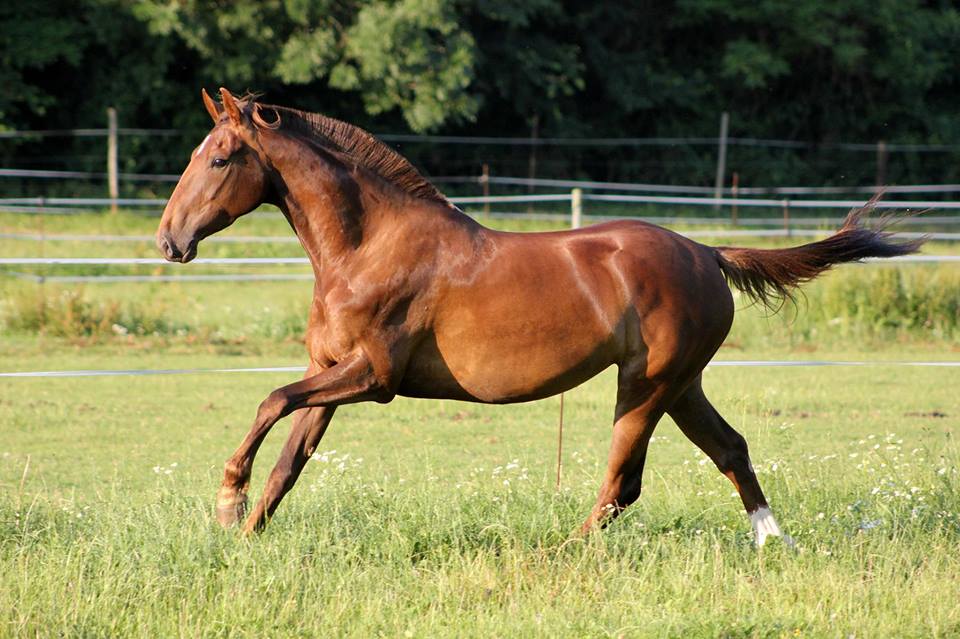 Gène Extension (Noir & Alezan) Robe et génétique des chevaux