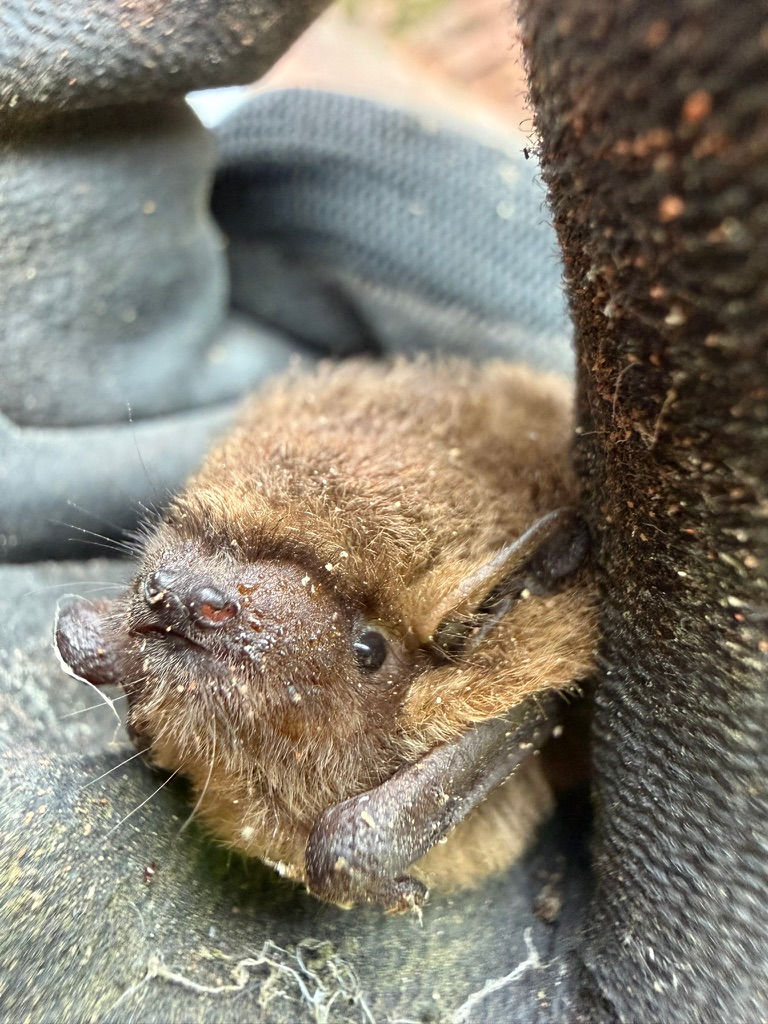 common pipistrelle.jpeg