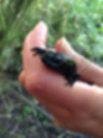 great crested newt