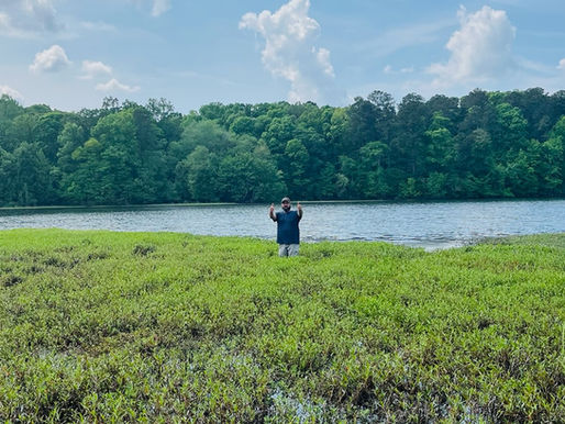 Hydrilla: The Foreign Invader Choking Out Your Pond