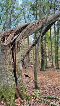 Straight Line Wind Damage