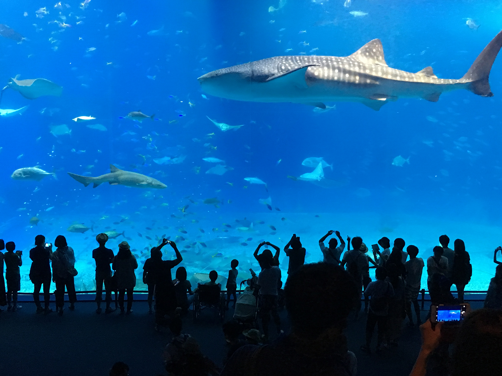 美ら海水族館