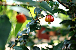Cores Doces
