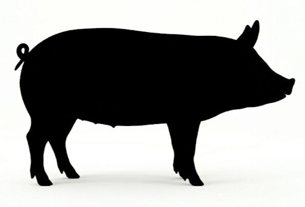 Whole pig