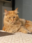 Ares