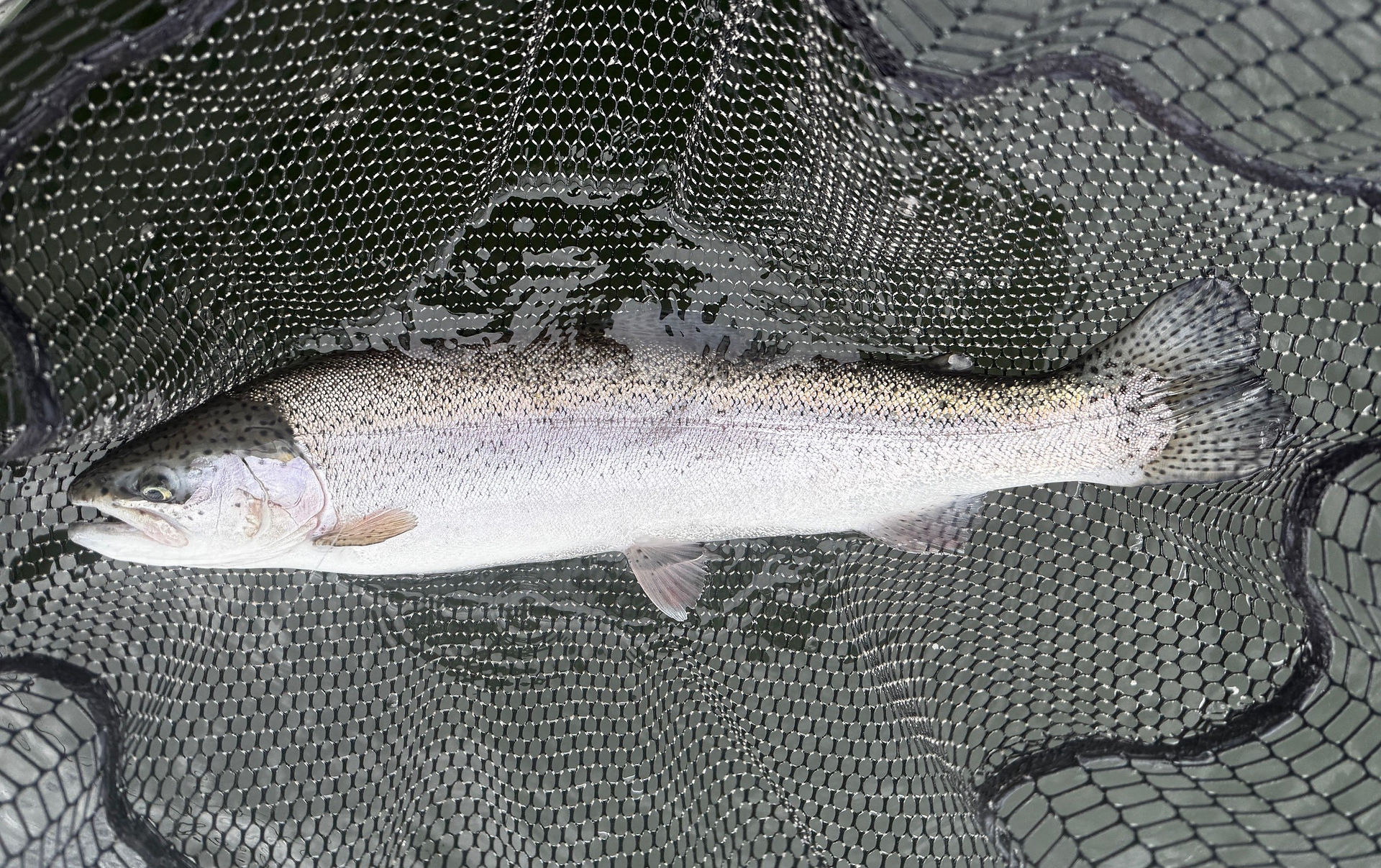 Heavy Rainbow Trout caught at Linlithgow Loch Fishery