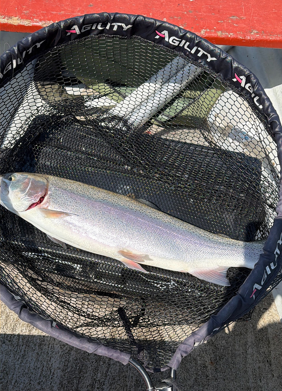 7 lb Rainbow trout caught by Andrew Gillespie at Linlithgow Loch Fishery