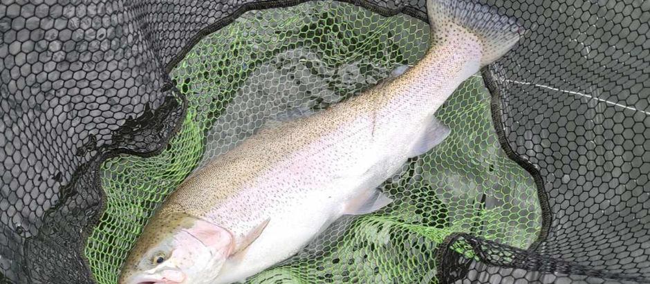 Nice Trout Caught by Mark Lawton