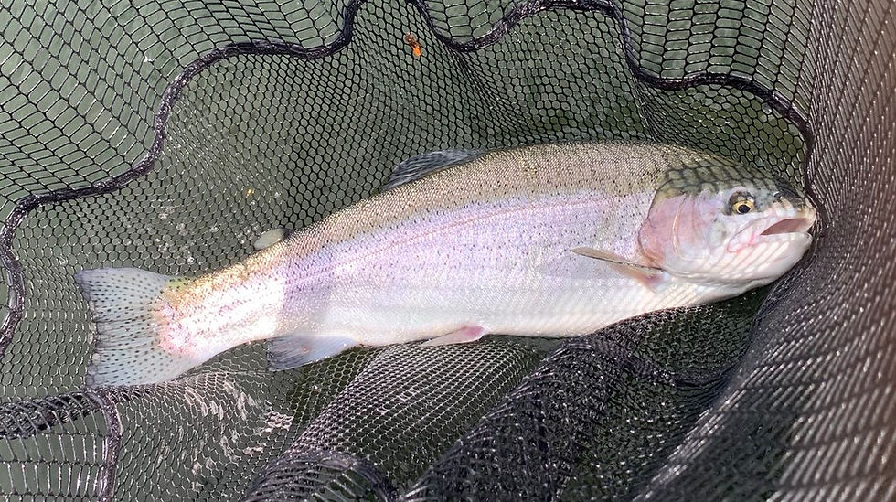 6-7 lbtrout returned at Linlithgow Fishery