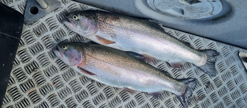 George Mackintosh's photo of his 2 best trout for 8.5 lbs.