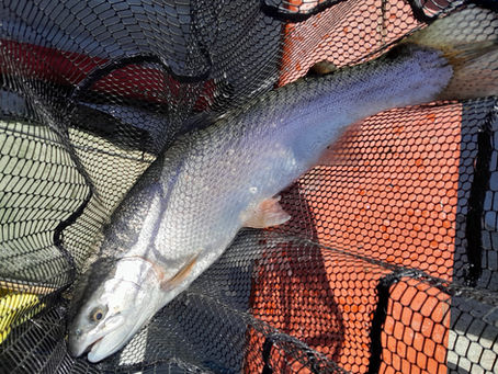 Linlithgow Loch Catch Report – 05/05/2025 –11/05/2025