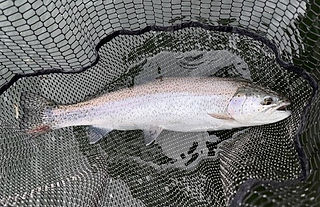 Euan's trout