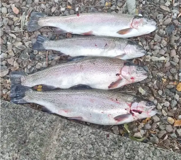 Robin Smith with George Mackintosh kept 4 trout weighing 13 Lbs