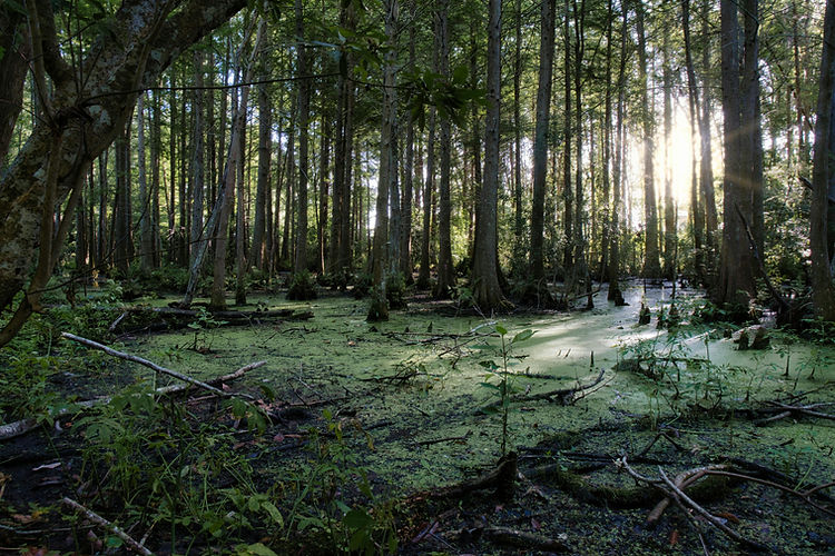 florida swamp 3.jpg