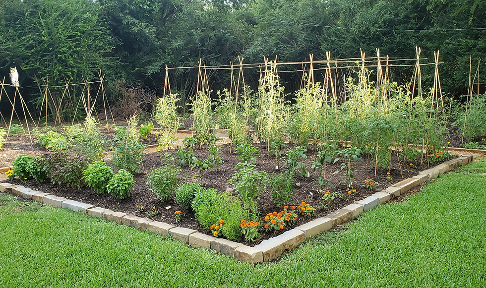 The garden update
