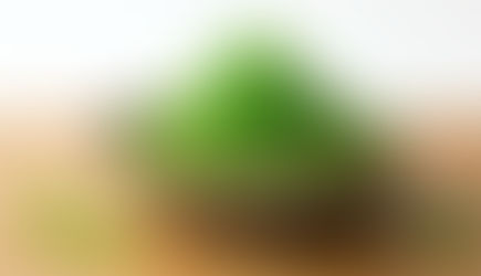 Premium Tutti Frutti — Green