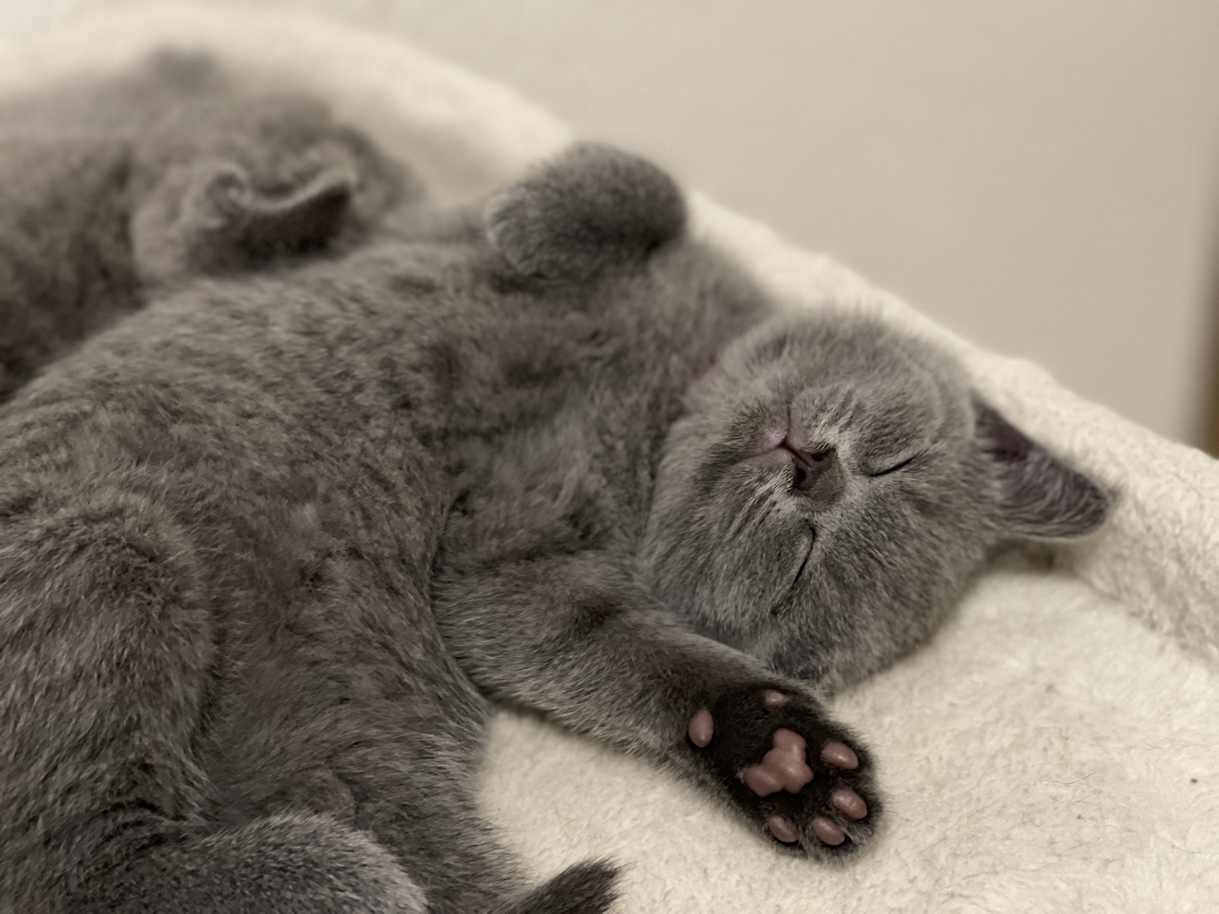 Bilder und Videos Deiner Tiere content media