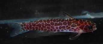 Purple Oil Wood cats ( Centromochlus Reticulatus ) for sale content media