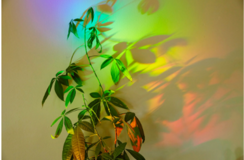 A plant in a rainbow colour light