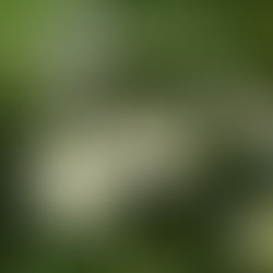 Bellis perennis , secret de pâquerettes