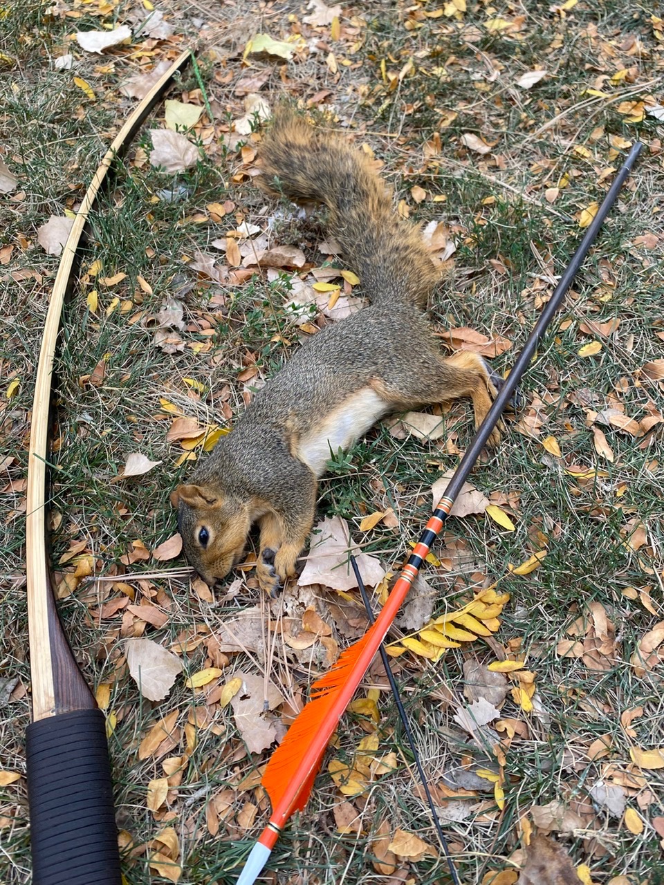 2020 Squirrels content media