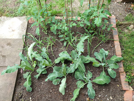 Rishi's Kitchen Garden
