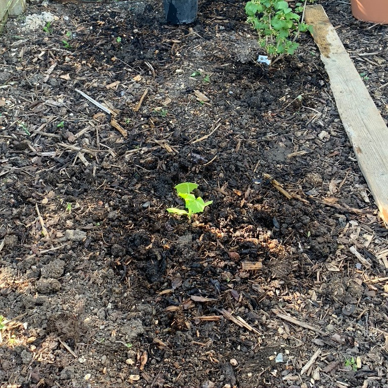 courgettes